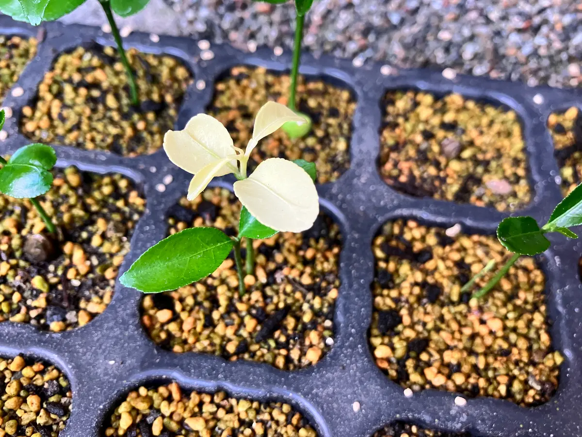 世にも珍しい？白い紅甘夏！！？｜そだレポ（栽培レポート）byタカ