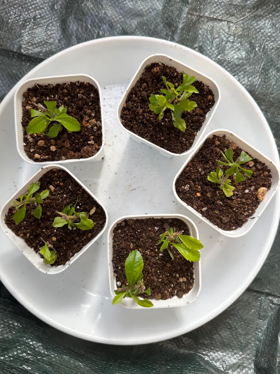 デュランタ宝塚を育ててみる｜そだレポ（栽培レポート）byみゃーこ