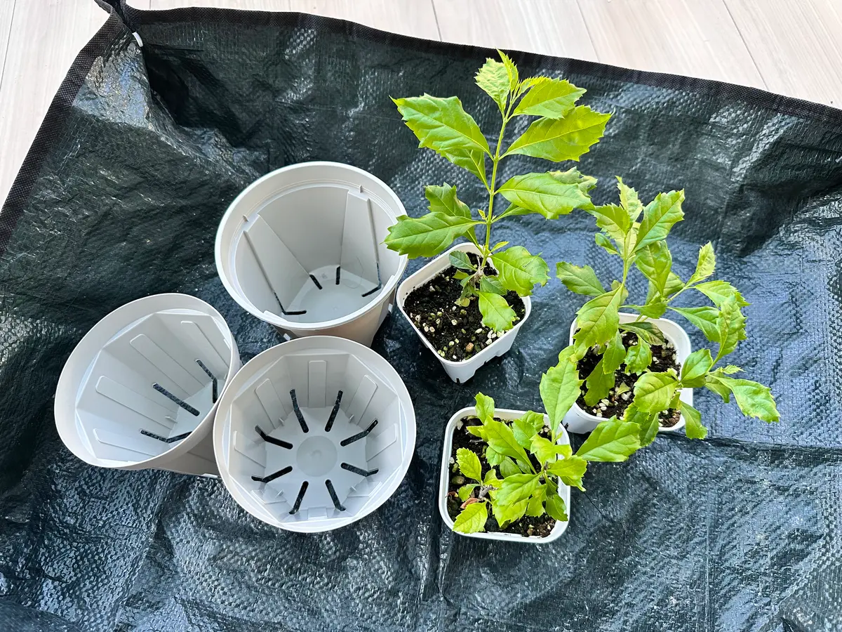 デュランタ宝塚を育ててみる｜そだレポ（栽培レポート）byみゃーこ