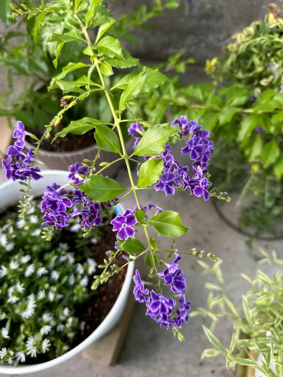 デュランタ宝塚を育ててみる｜そだレポ（栽培レポート）byみゃーこ