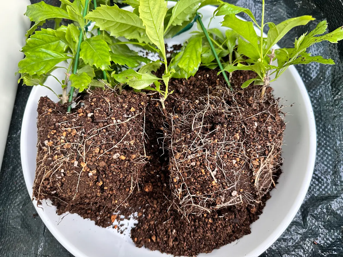 デュランタ宝塚を育ててみる｜そだレポ（栽培レポート）byみゃーこ