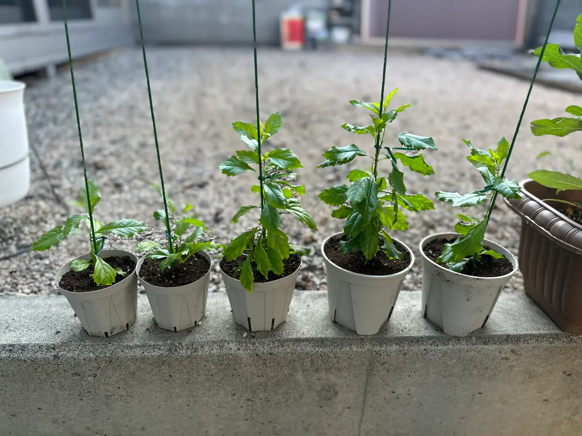 デュランタ宝塚を育ててみる｜そだレポ（栽培レポート）byみゃーこ