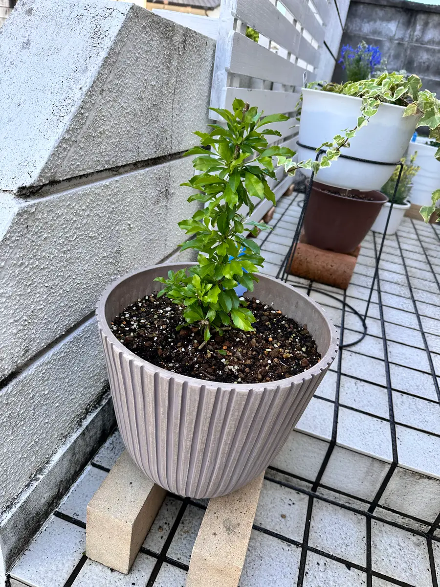 デュランタ宝塚を育ててみる｜そだレポ（栽培レポート）byみゃーこ