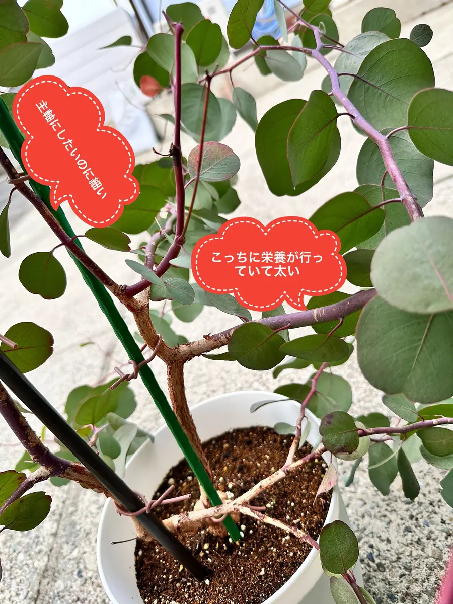 植栽 ポポラス 株立ち ポポラス 特大 株立ち 大株 ユーカリ ポポラス