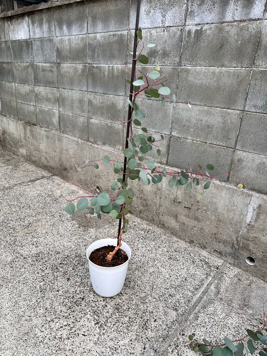 ユーカリ、ポポラスを育ててみる｜そだレポ（栽培レポート）byみゃーこ