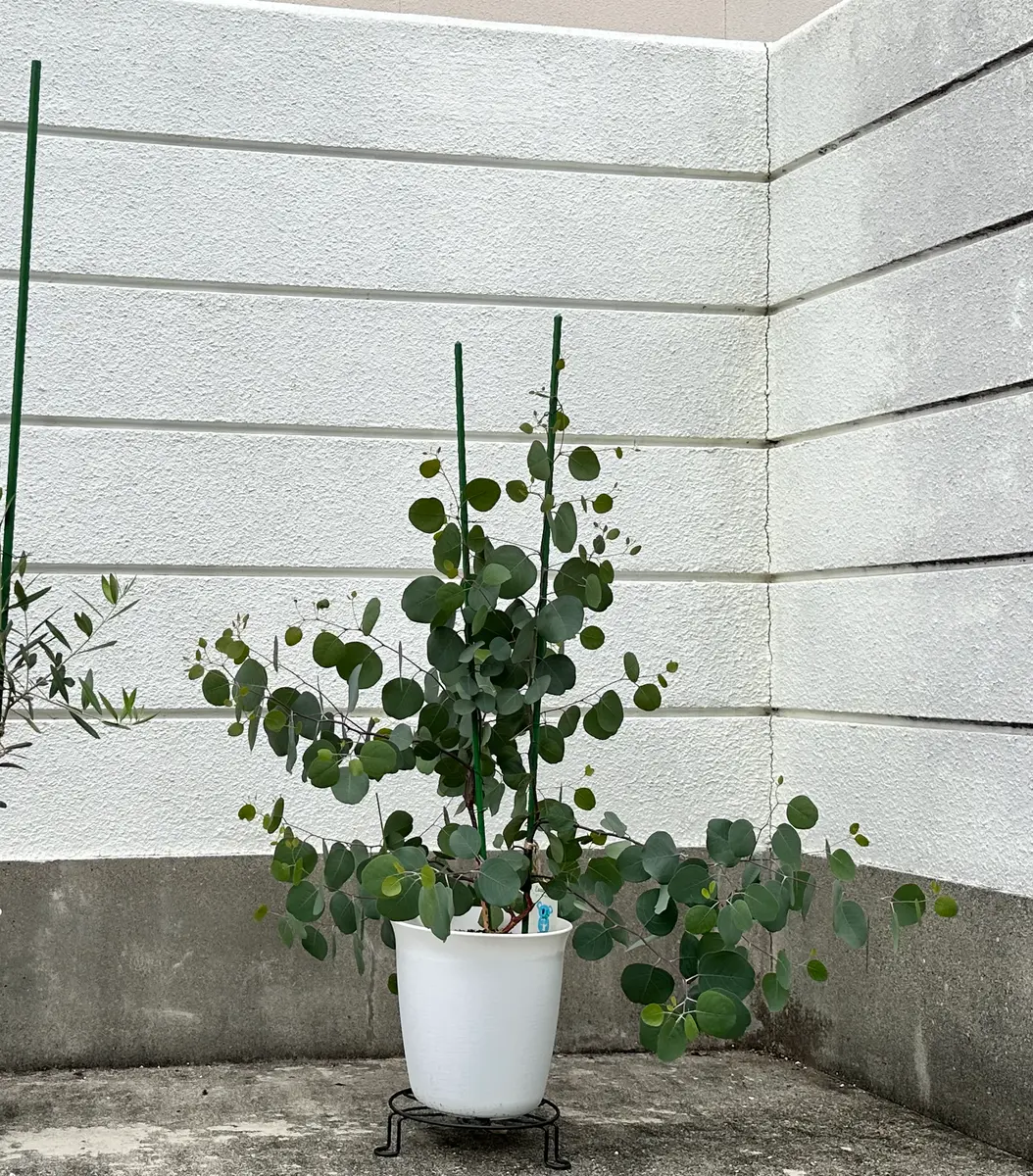 ユーカリ、ポポラスを育ててみる｜そだレポ（栽培レポート）byみゃーこ