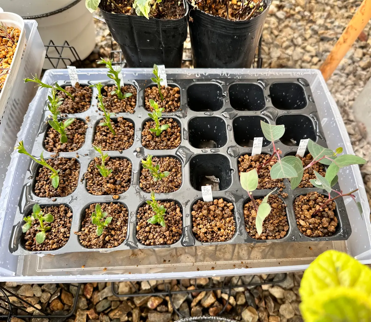 ユーカリ、ポポラスを育ててみる｜そだレポ（栽培レポート）byみゃーこ