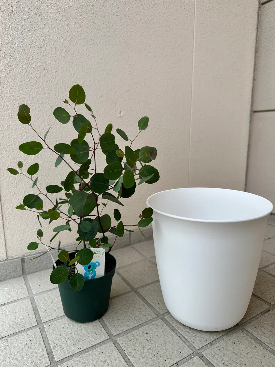 ユーカリ、ポポラスを育ててみる｜そだレポ（栽培レポート）byみゃーこ