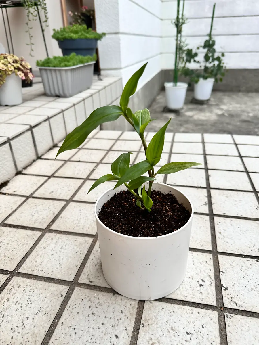 終了】勝手に生えてきた露草を育ててみた｜そだレポ（栽培レポート）by