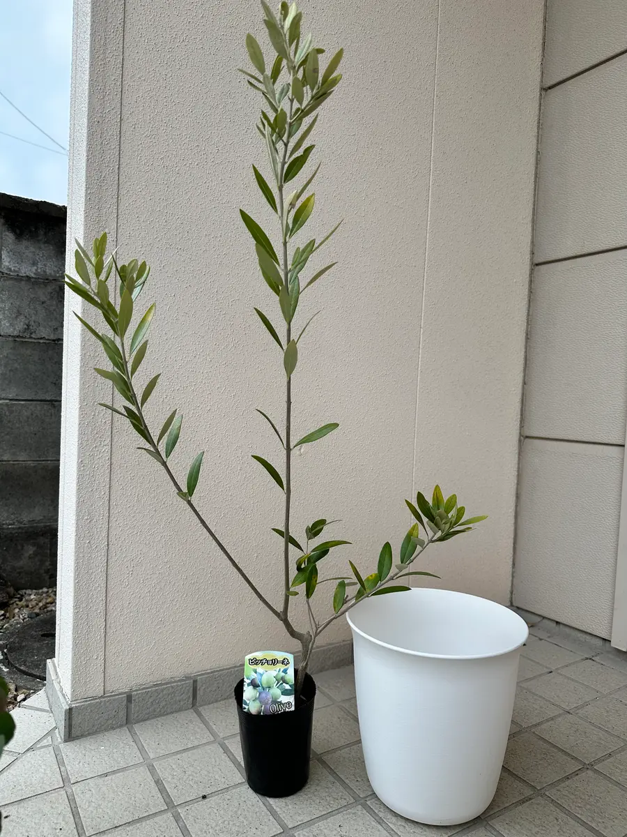 オリーブの木　ピッチョリーネ　7号　約105cm　NO.512　人気品種　一点物 オリーブの木 ピッチョリーネ 7号 約105cm NO.512 人気品種 一点