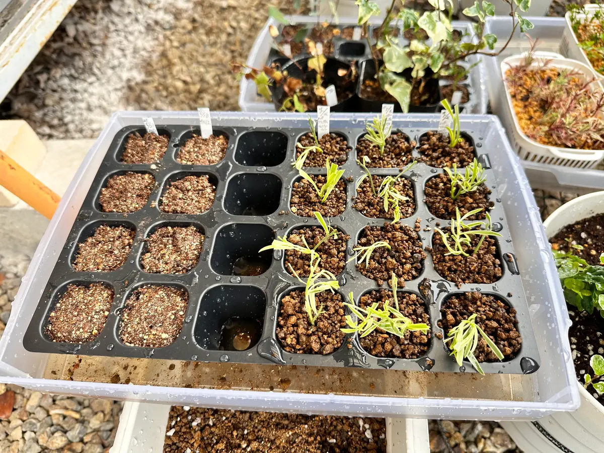 にゃーにゃ様◆ちょっと訳あり【ドライフラワー】アリッサム （ 812 ） にゃーにゃ様◇ちょっと訳あり【ドライフラワー】アリッサム （ 812