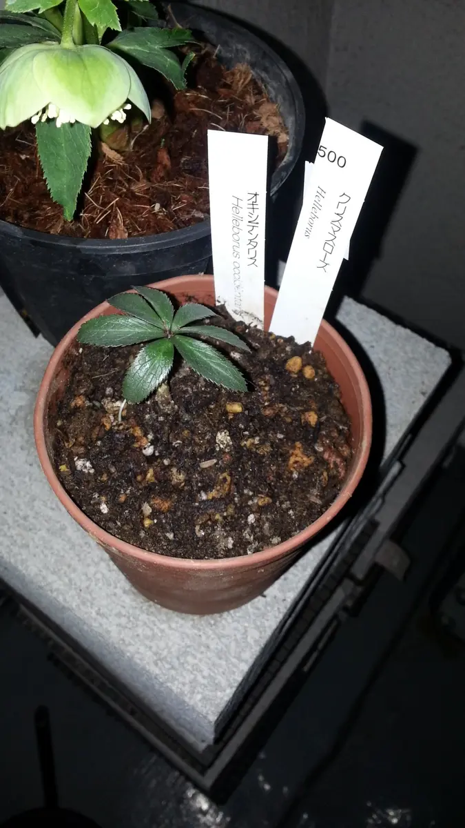 原種ｵｷｼﾃﾞﾝﾀﾘｽ一年生植え替え｜そだレポ（栽培レポート）byhaibe61
