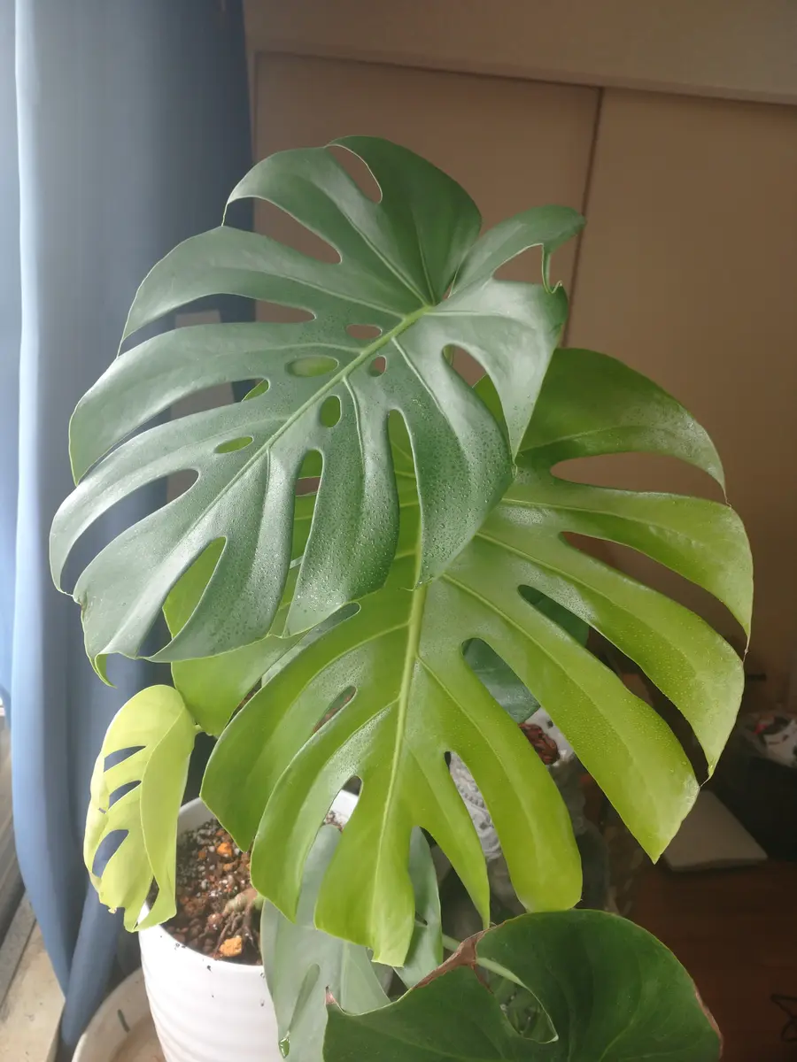 大きな新葉「モンステラ成長期」-そだレポ｜みんなの趣味の園芸