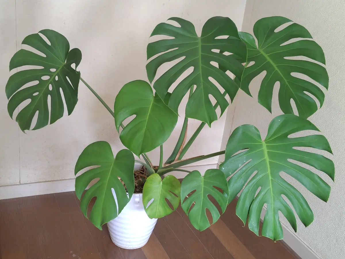 モンステラ20 スケルトン　デリシオーサ　根元株　発根済み　成長点ぷっくり モンステラ・デリシオーサ 'スケルトン ミューテーション' 成長