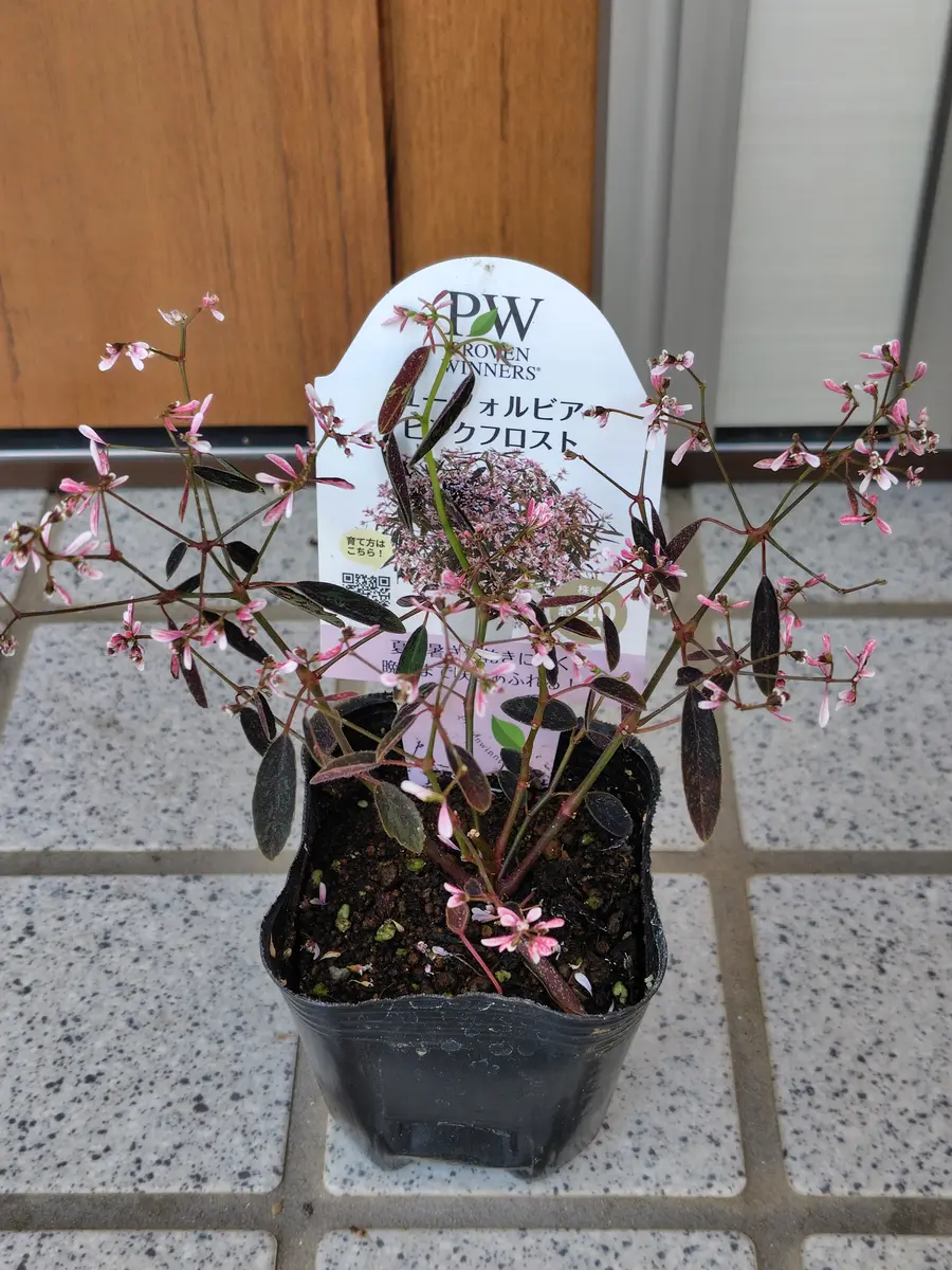 夏に強いPWユーフォルビア ピンクフロストの栽培にチャレンジ!!｜そだ