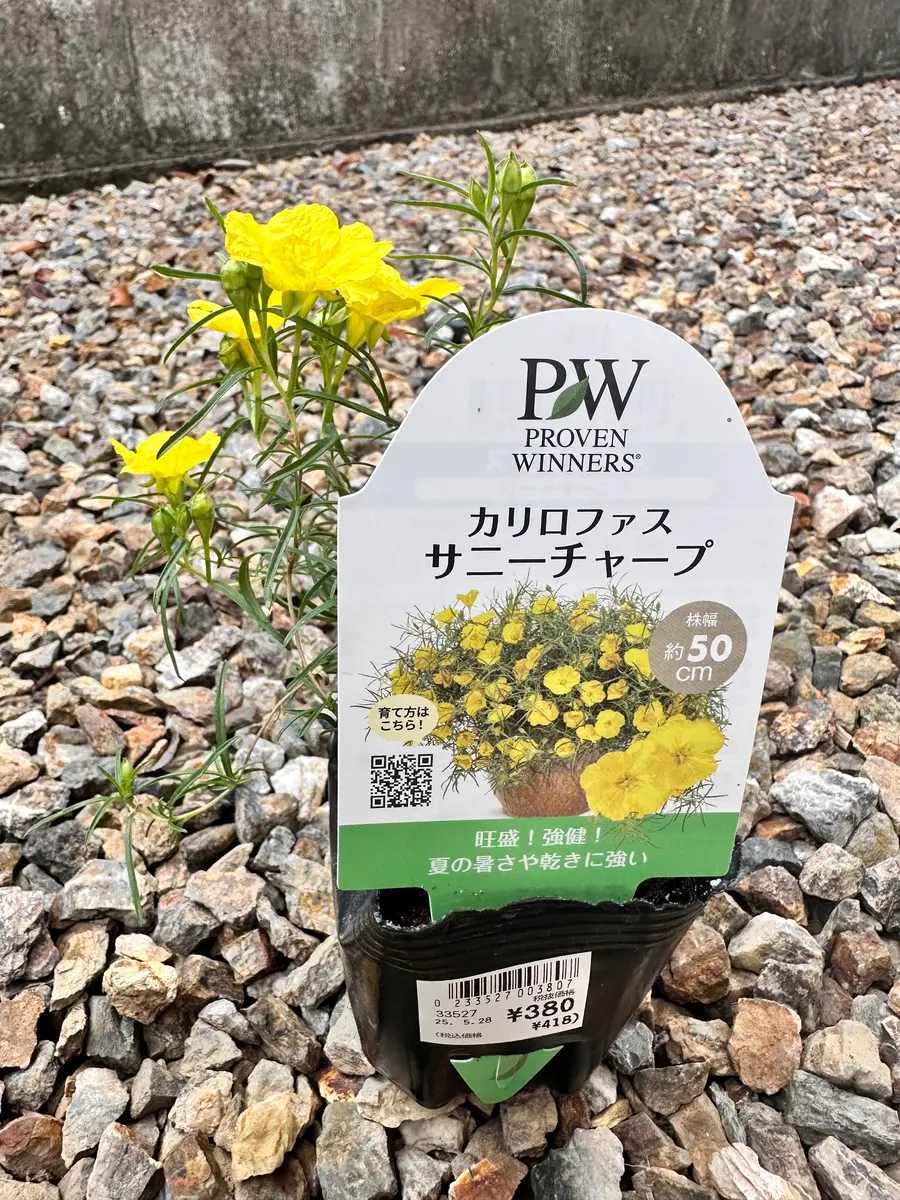 園芸界の新品種カリロファス、サニーチャープを育ててみる｜そだレポ