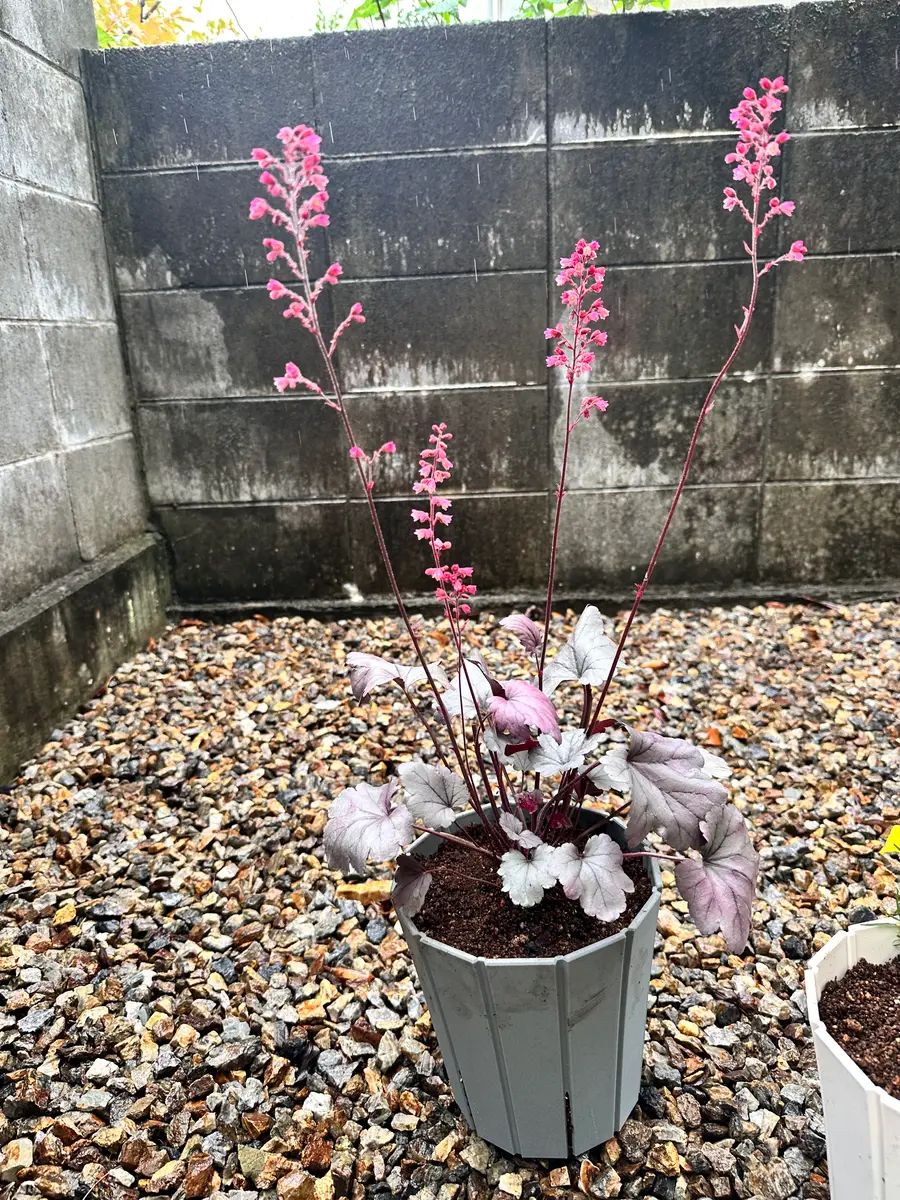 ヒューケラドルチェ、シルバーガムドロップを育ててみた｜そだレポ