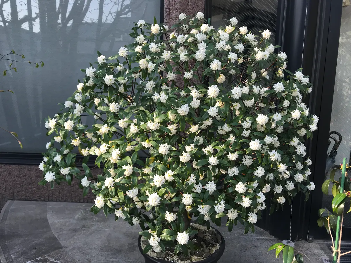 沈丁花｜そだレポ（栽培レポート）by花椿｜みんなの趣味の園芸