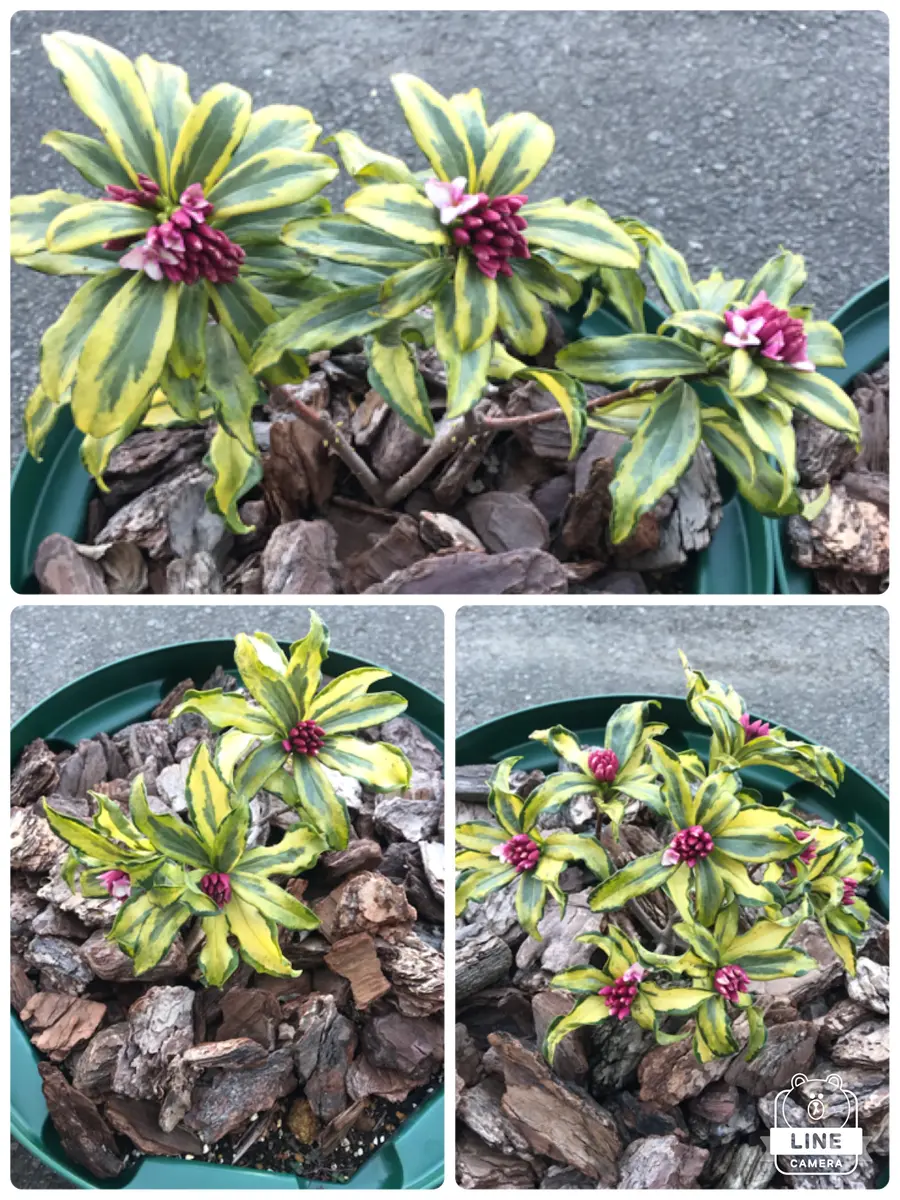 苗木 沈丁花 信濃錦 花 hiro様用 現物沈丁花苗2本 信濃錦5号 公式通販