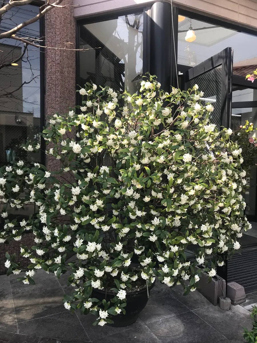 沈丁花｜そだレポ（栽培レポート）by花椿｜みんなの趣味の園芸