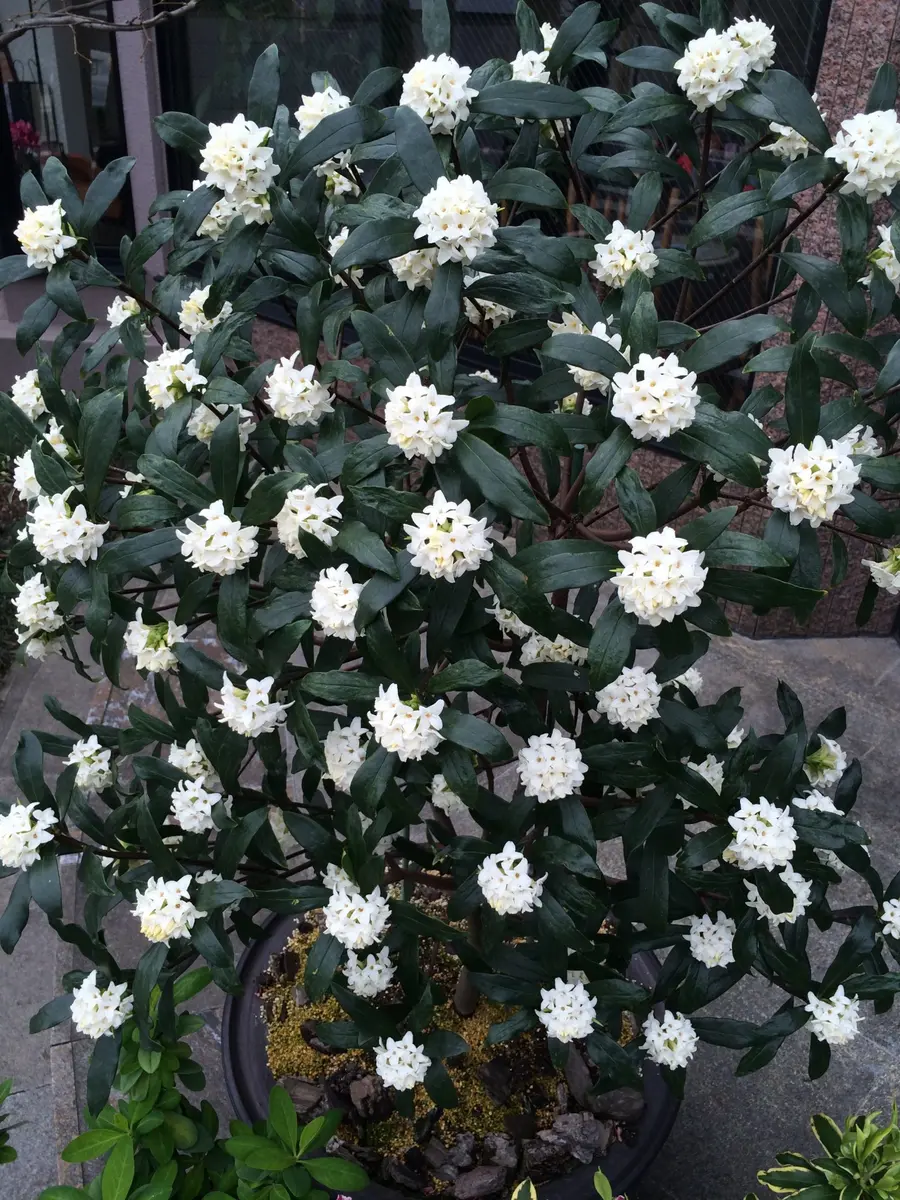 満開白花沈丁花「沈丁花」-そだレポ｜みんなの趣味の園芸