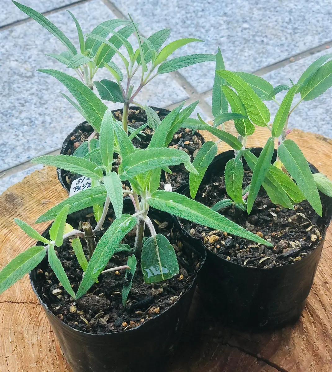 アメジストセージ挿し木から開花まで|そだレポ(栽培レポート)by漣_|みんなの趣味の園芸
