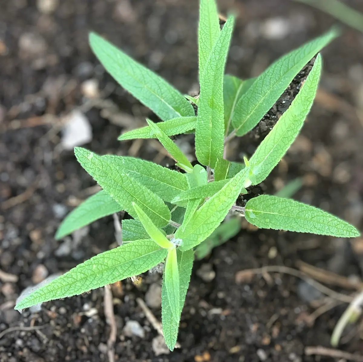 アメジストセージ挿し木から開花まで|そだレポ(栽培レポート)by漣_|みんなの趣味の園芸