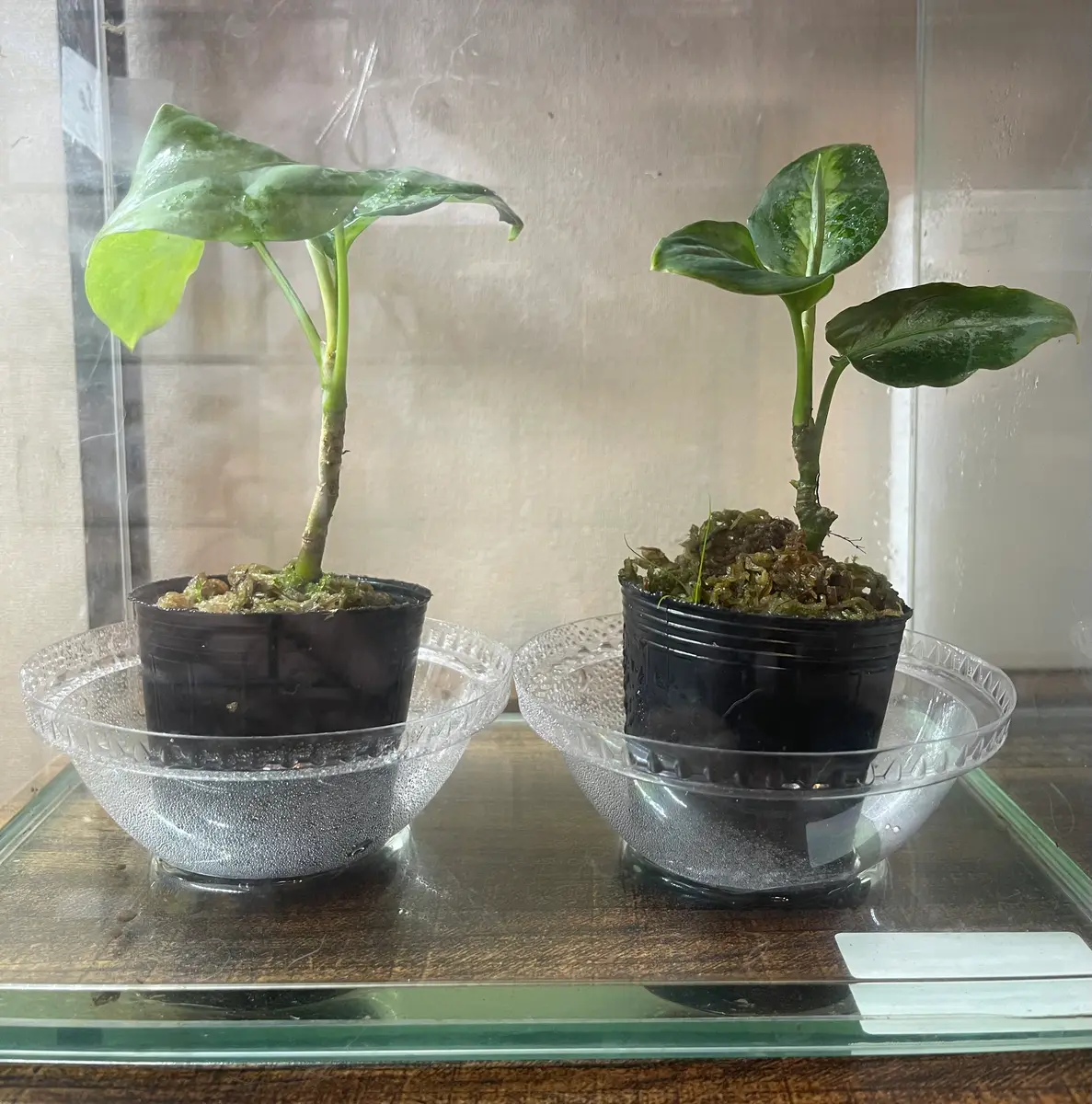 550円で買ったアグラオネマピクタムを育てる｜そだレポ（栽培レポート