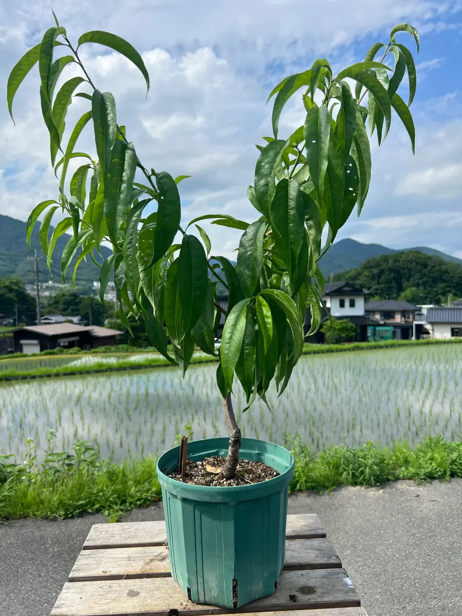 希少　清水白桃苗木　3年生 希少 清水白桃苗木 3年生