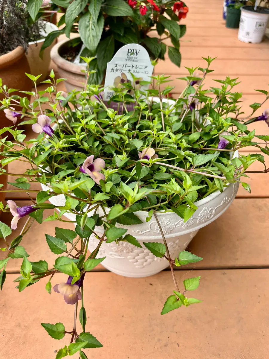 何年かぶりのトレニア夏最強スーパートレニアカタリーナラムレーズンを