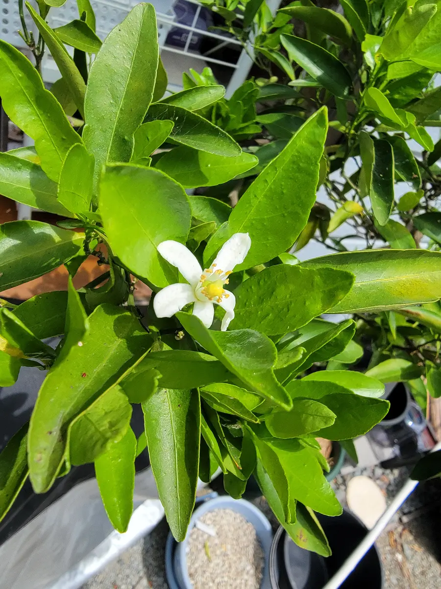 せとか蜜柑苗木♪ レモンの横に♪ せとか（柑橘類）を苗から