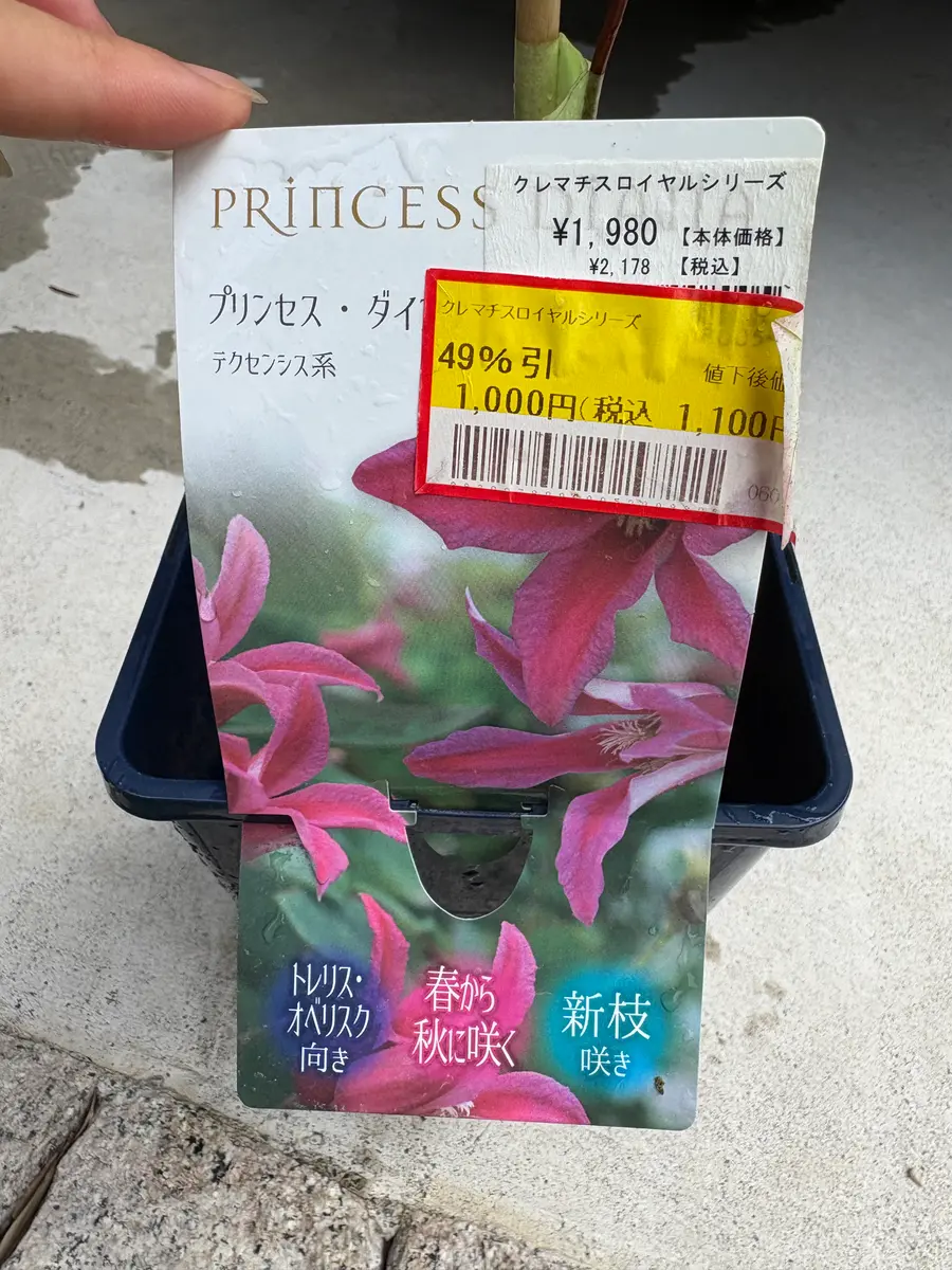 初めてのクレマチス｜そだレポ（栽培レポート）byはるじょー
