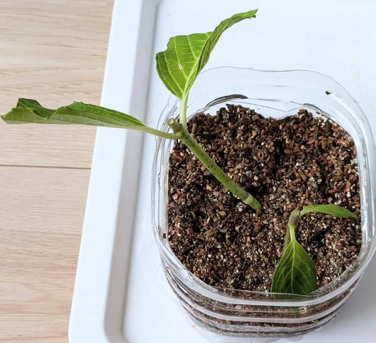 アジサイを挿し木｜そだレポ（栽培レポート）byひなのん｜みんなの趣味