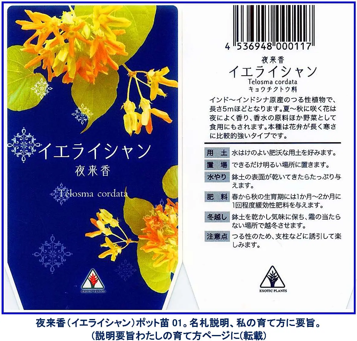夜来香（イエライシャン）。22年、冬越し失敗。25年、再度栽培、洋蘭