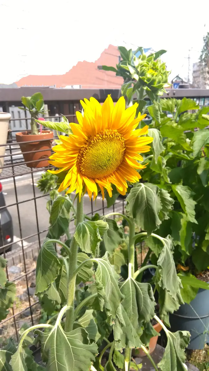 ダイソー産ミニ咲ひまわり🌻（完）｜そだレポ（栽培レポート）by桜雨