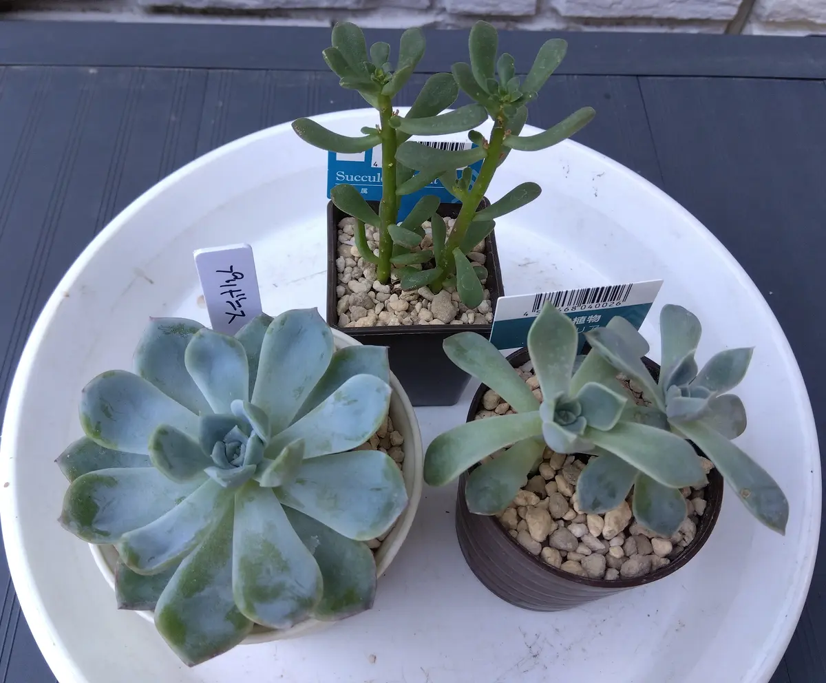 徒長した謎多肉たちを元気に｜そだレポ（栽培レポート）byいく