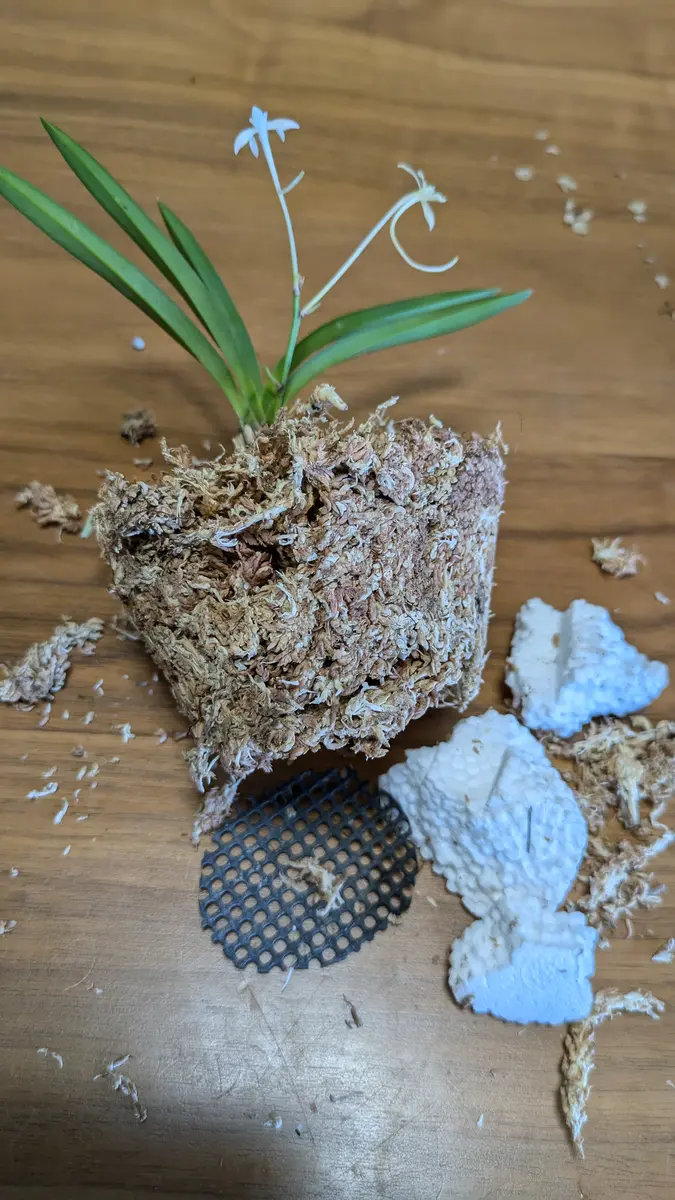 フウラン　流木付け フウラン（流木付け） 花後の始末 | 山野草・還風庵JUNのブログ