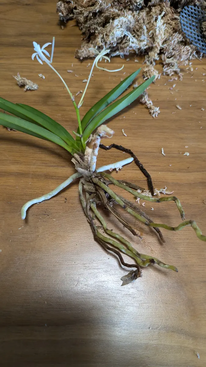 フウラン　流木付け 園芸楽｜花咲Jが日頃奮闘している温室園芸・周りの花々の様子を