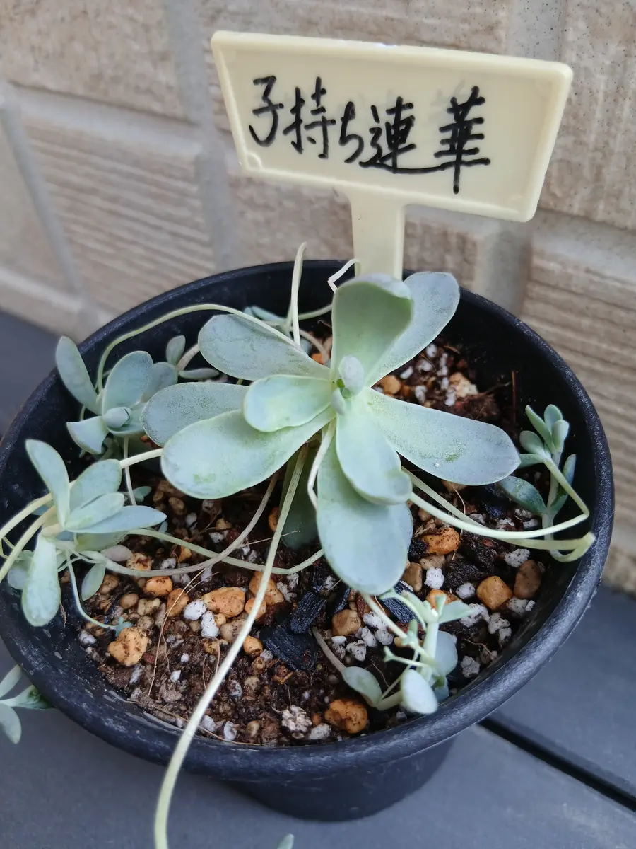 多肉植物＊＊子持ち蓮華＊＊オロスタキスを育てる｜そだレポ（栽培