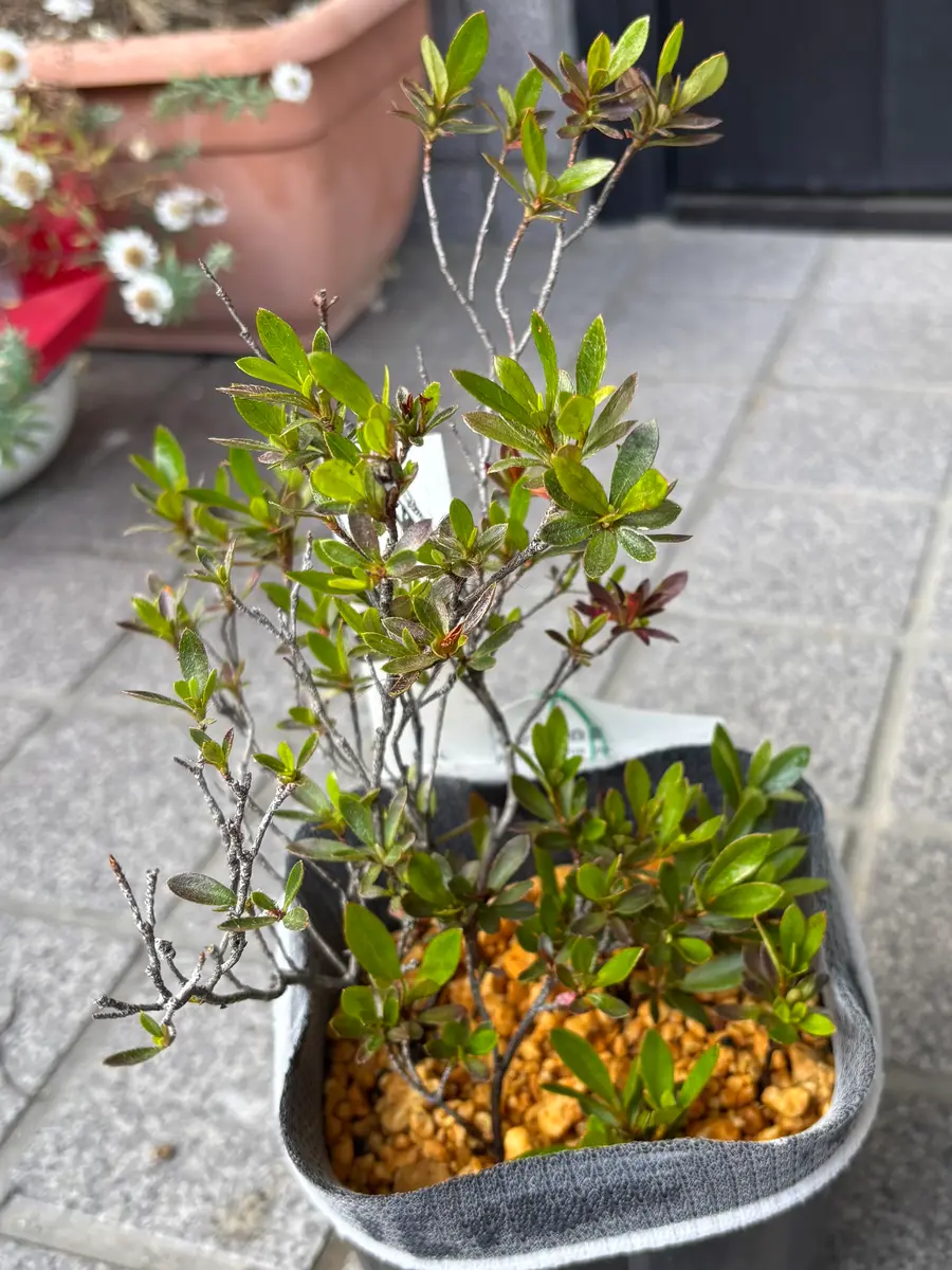 サツキの挿し木に挑戦｜そだレポ（栽培レポート）byりべ｜みんなの趣味