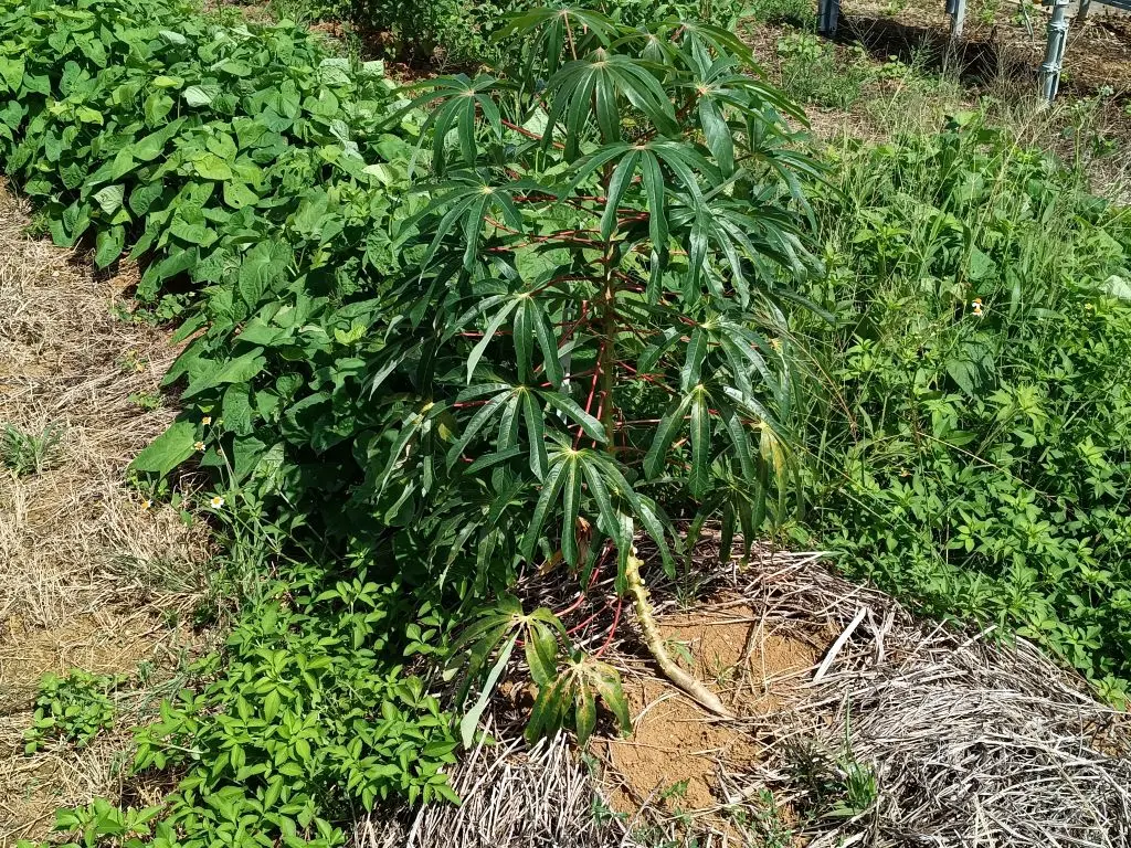 沖縄でキャッサバを茎苗から育てる、増やしたい、食べたい｜そだレポ
