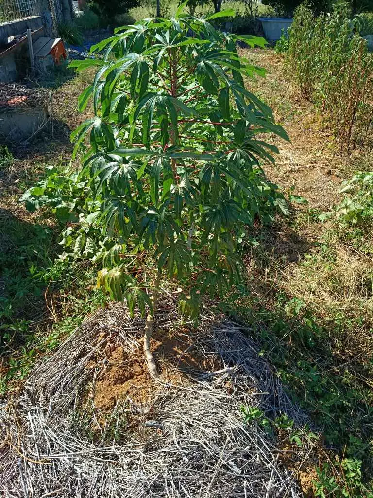 沖縄でキャッサバを茎苗から育てる、増やしたい、食べたい｜そだレポ