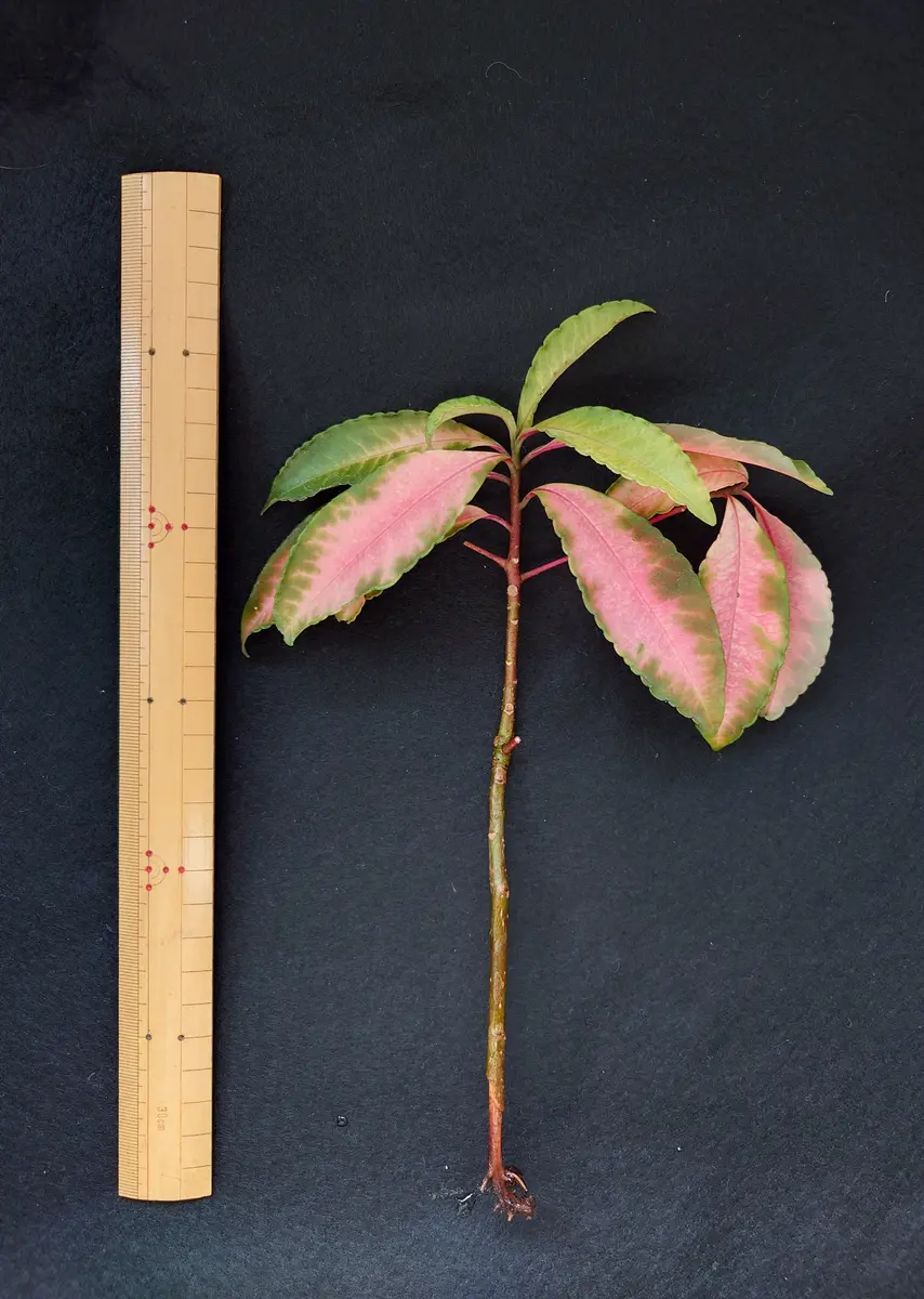 紅孔雀が枯れそうで挿し木に🌱｜そだレポ（栽培レポート）byRin33