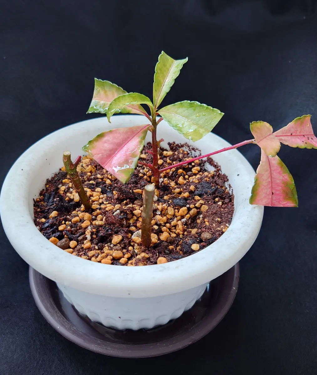 紅孔雀が枯れそうで挿し木に🌱｜そだレポ（栽培レポート）byRin33