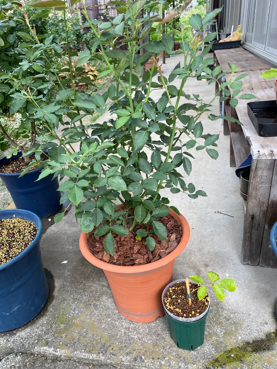 ガブリエル 挿し木の成長記録①｜そだレポ（栽培レポート）byカヨンヌ