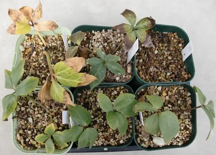 クリスマスローズ 株分け「絹」 【公式通販】