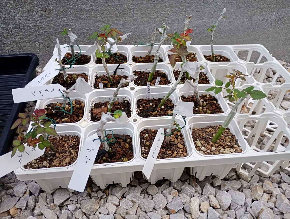 ご確認用　トキンバラ２芽 ミニバラを強く逞しく育てる試み ページ2｜そだレポ（栽培レポート）by