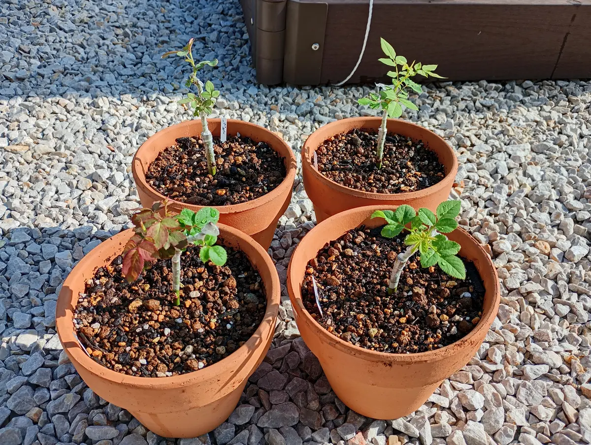 ミニバラを強く逞しく育てる試み ページ2｜そだレポ（栽培レポート）by