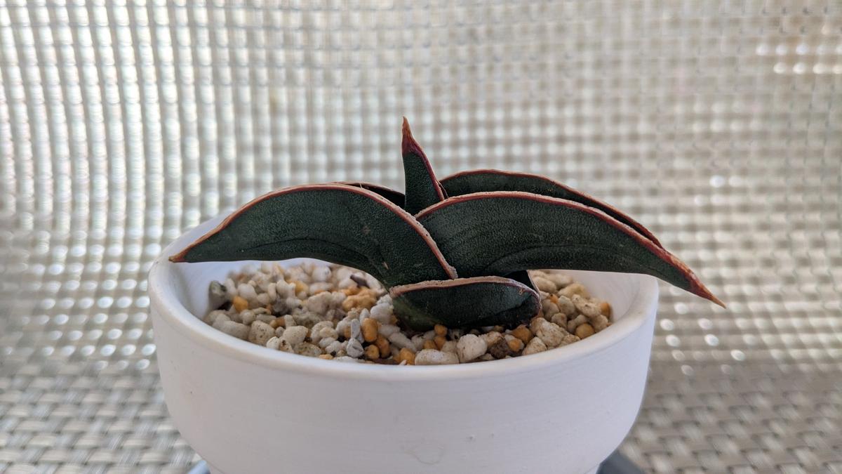 観葉植物）サンスベリア ロリダ 2〜2．5号（1鉢） サンスベリア 