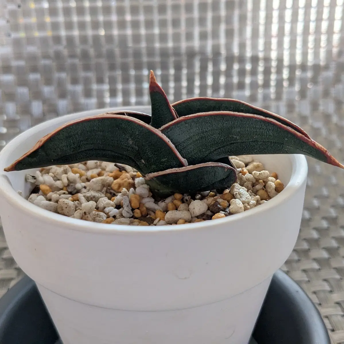 サンスベリア ロリダ サンスベリア ロリダ 斑入 S. Rorida Variegated